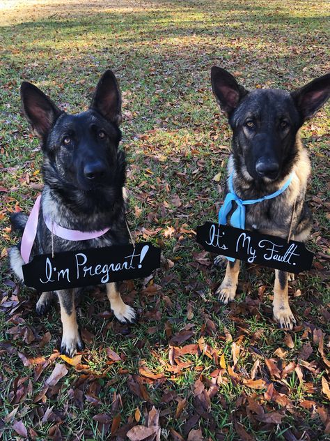 Dog Pregnancy Announcement Dog Expecting Puppy Announcement, Pregnant Dog Announcement, Dog Having Puppies Announcement, Expecting Puppy Announcement, Pregnant Dog Photoshoot, Pregnant Dog Maternity Shoot, Dog Pregnancy Announcement Puppies, Dog Pregnancy Photo Shoot, Dog Maternity Shoot