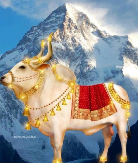 Mahadev Nandi, Nandi Maharaj, Nandi Bull Images, શ્રી રામ, King Crown Drawing, Tiger Species, Bull Images, Indian Goddess Kali, Wallpaper Iphone Boho