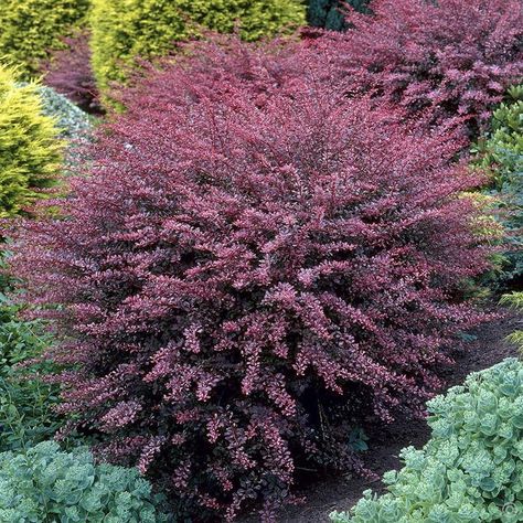 Berberis thunbergii - Shelaigh Garson - Flickr Rose Glow Barberry, Barberry Bush, Japanese Barberry, Colorful Shrubs, Patio Fruit Trees, Viburnum Opulus, Low Maintenance Shrubs, Natural Fence, Low Maintenance Landscaping