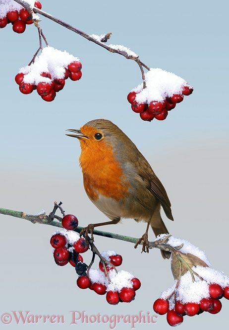 Photograph of European Robin (Erithacus rubecula) singing from a snow-covered Cotoneaster bush. Rights managed image. Bird Photos Photography, Robin Photography, Wild Birds Photography, Robin Pictures, European Robin, Painting Snow, Robin Bird, Winter Bird, Amazing Drawings