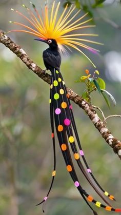 Most Beautiful Birds In The World Nature, Birds Photography Nature, World Birds, Most Beautiful Birds, Exotic Animals, Most Beautiful Animals, Exotic Bird, Rare Birds, Colorful Bird