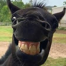 Horse Behavior, Laughing Animals, Smiling Animals, Cai Sălbatici, Funny Horses, Funny Horse, Silly Animals, Cute Dogs And Puppies, Cute Animal Photos