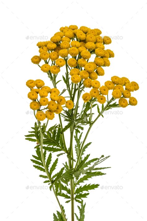 Flowers the medicinal plant of tansy, lat. Tanacetum vulgare, is by kostiuchenko. Flowers the medicinal plant of tansy, lat. Tanacetum vulgare, isolated on white background #Affiliate #tansy, #lat, #plant, #Flowers Tansy Plant, Tanacetum Vulgare, Moringa Benefits, Plant Study, Herbs For Health, Organic Herbs, Plant Illustration, Medicinal Herbs, Butterfly Garden