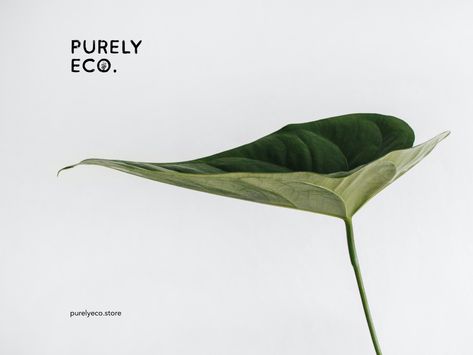 Purely Eco - Logo for an eco-friendly online store by Anastasiia Demka on Dribbble Eco Friendly Logo, Eco Friendly Stores, Green Branding, Online Store Design, Eco Logo, Eco Friendly Brands, Eco Green, Group 3, Environmentally Conscious