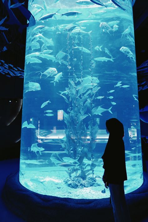 Jakarta aquarium Jakarta Aquarium Aesthetic, Jakarta Aquarium, Homescreen Widgets, Best Friend Pictures Tumblr, Cool Fish, Best Anime Couples, Cute Fish, Best Friends Shoot, Best Friend Pictures