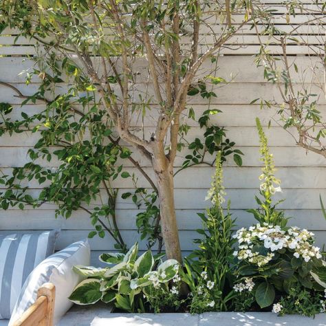 Best trees for small gardens, and how to help them thrive | Ideal Home Flower Bed Edging Ideas, Bed Edging Ideas, Child Friendly Garden, Plants Under Trees, Flower Bed Edging, Shade Tolerant Plants, When To Plant, Edging Ideas, Garden Makeover