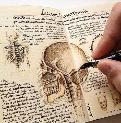 Anatomy Lessons, Skeleton Drawings, Notes Inspiration, Gcse Art, Arte Sketchbook, A Level Art, Sketchbook Journaling, A Pen, Sketchbook Inspiration