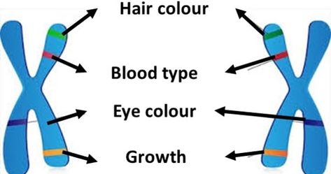 Alleles and types of Alleles Wild type Alleles and mutant Allele, Dominant allele and Recessive allele,  Homologous chromosome Alleles Genetics, Homologous Chromosomes, Dna Project, Genetic Counseling, Biology Worksheet, Biology Science, Nursing School Motivation, Biology Facts, Grade 12