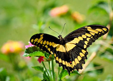 Giant Swallowtail Butterfly, Butterfly Eggs, Butterfly Identification, Giant Swallowtail, Butterfly Facts, Butterfly Habitat, Flight Patterns, Butterfly Life Cycle, Red Patch