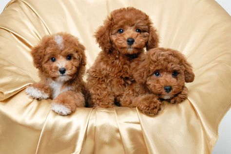 Is This A Teddy Bear Or A Poodle Cute Puppy Wallpaper, Poodle Puppies For Sale, Tea Cup Poodle, Brown Puppies, Puppy Wallpaper, Poodle Puppies, Maltipoo Puppy, Hypoallergenic Dogs, Miniature Poodle