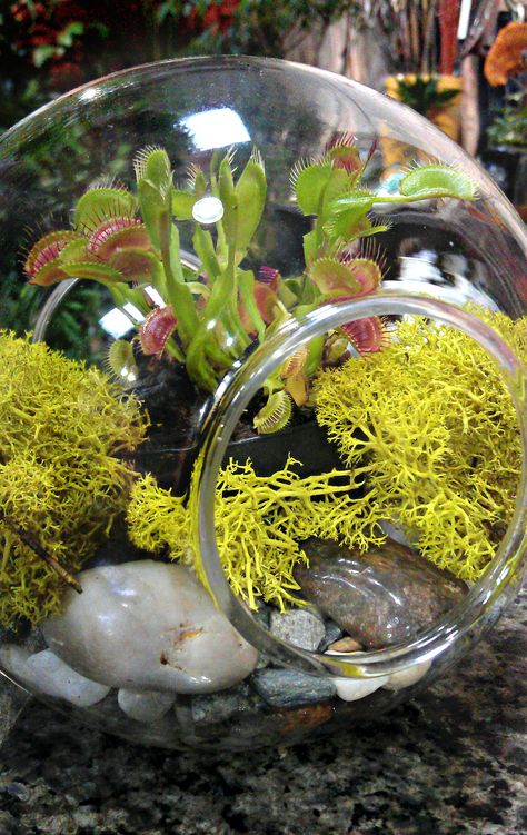 Venus Fly Trap Terrarium  I really want one when we move, but with a top so I can feed them if necessary. Only flies though, no moths or crickets! Beautiful little monsters ♡ Fly Trap Terrarium, Venus Trap, Venus Fly Trap Terrarium, Carnivorous Plants Terrarium, Terrarium Kit, Terrarium Containers, Fly Trap, Venus Fly Trap, Pitcher Plant