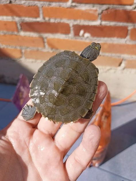 Map turtle #2 Golden Coin Turtle, Map Turtle, Turtle Carrying The World, Turtle Island Indigenous, Turtle Conservation Bali, Turtles, Map, Animals