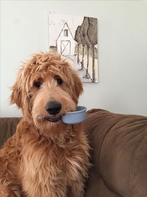 8 Problems Only Goldendoodle Owners Will Understand - The Paws Clever Dog Names, Goldendoodle Funny, Teddy Bear Goldendoodle, Labradoodle Haircut, Goldendoodle Haircuts, Goldendoodle Grooming, Goldendoodle Mom, F1b Goldendoodle, Celebrity Dogs