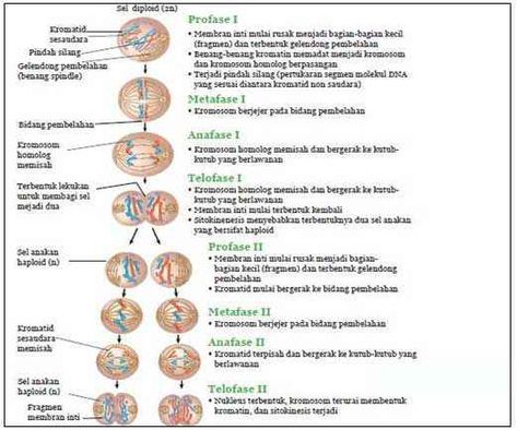 Pelajaran Ipa, Mitosis Y Meiosis, Biology Lessons, Joker Game, Cute Pastel Wallpaper, Pastel Wallpaper, Ipa, Biology, Anime