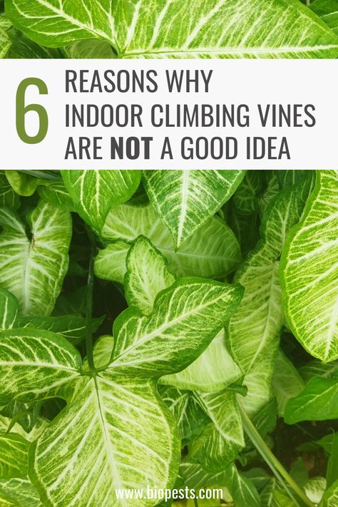 Climber plants can be a great way to add some greenery indoors, but these little vines come with a few risks. Find out why you should think twice about growing indoor climbing vines before making any decisions. Get all the details now! Indoor Vine Trellis, Potted Vine Plants, Vining Indoor Plants, Pothos Plant Hanging Ideas, Indoor Vine Plants Ideas, Indoor Climbing Plants Ideas, Indoor Vines And Climbers, Growing Vines Indoors, Vine Plants Indoor Climbing