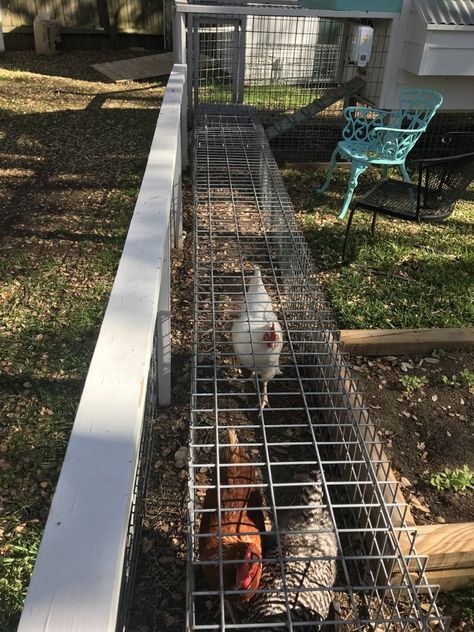 Chicken Moat Around Garden, Chicken Chunnel, Chicken Moat, Chicken Coupe, Chicken Tunnel, Chicken Board, Chicken Tunnels, Backyard Homestead, Chicken Coop Garden