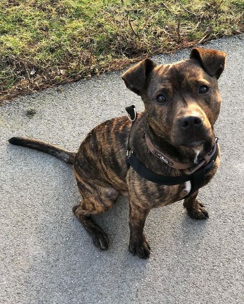 Pitbull Brindle, Staffie Puppies, American Pitbull Terrier Puppy, English Staffy, Brindle Pitbull, Rottweiler Mix Puppies, Pitbull Boxer Mix, Pitbull Boxer, Staffy Dog