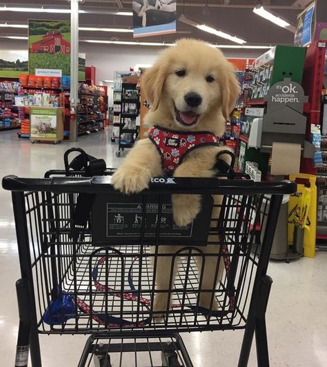 Obsessed With Goldens Dog Friendly Stores, Retriever Puppy, Sweet Dogs, Dogs Golden Retriever, Retriever Dog, A Puppy, Training Tips, Dog Life, Dog Pictures