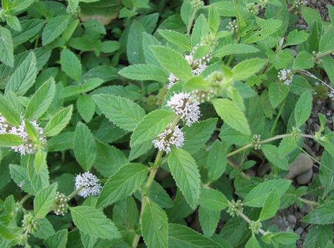 Wild mint (Mentha spp.) Wetland Plants, Mentha Spicata, Edible Weeds, Wild Foraging, Wild Mint, Natural Things, Mint Plants, Minty Fresh, Poisonous Plants