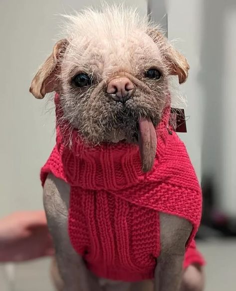 Britain's ugliest dog Peggy gets prize-winning makeover - BBC News Cute Dog Outfits, Yoda Artwork, Ugliest Dog, Ugly Dog, Ugly Animals, Puppy Find, Dog Outfits, Deadpool 2, Ugly Dogs