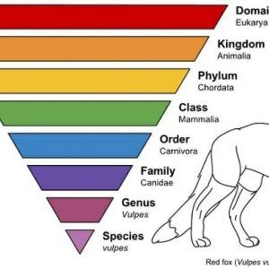 Taxonomy Branches Of Biology, Kingdom Animalia, Living Things, Biology, 18th Century, Pie Chart, Science