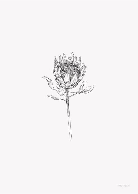 Australian Botanical Tattoo, Protea Sketch, Protea Flower Drawing, Native Flower Tattoo, Native Australian Flowers Tattoo, Protea Drawing, Flor Tattoo, Africa Tattoos, Protea Flowers