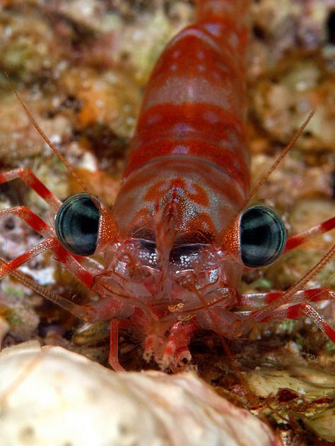 ˚Up close and personal Green-eye dancing shrimp Dancing Shrimp, Sea Clams, Mantis Shrimp, Cool Fish, Up Close And Personal, Animal Totems, Ocean Creatures, Sea World, Deep Sea