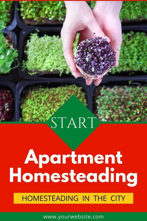 Can you homestead in an apartment? Yes! Apartment homesteading is a thing. You can do a lot of homesteading projects even with no backyard. Homesteading In An Apartment, Apartment Homestead, Apartment Homesteading, Homesteading Projects, Homestead Farm, Urban Homesteading, Healthy Vegetables, Growing Food, Farm Life