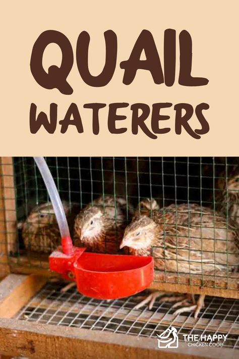 Quail Enrichment, Quail Watering System, Indoor Quail Coop, Natural Quail Habitat, Quail Brooder, Quail Waterer, Keeping Quail, Rabbit Keeping, Quail Farming