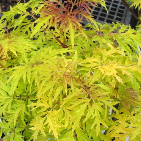 Elderberry Plant, Beautiful Textures, Garden Plants, Herbs, Nursery, Lace, Flowers, Plants