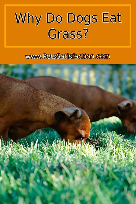 Have you already caught your adorable dog swallowing grass? Your dog's love for eating grass is in fact quite normal for dogs. However, not few dog lovers often are baffled about their dog's hunger for grass. In this article, I will highlight 5 reasons for dogs to eat grass. Low Fat Dog Food, Low Fat Diet, Fat Dog, Shih Tzu Grooming, Fat Dogs, Dog Clippers, Dog Shampoo, Dog Eating, Dog Behavior