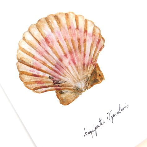 Aequipecten Opercularis (n) - the queen scallop is a medium size species of bivalve mollusc, found in the north-eastern Atlantic ﻿The Specimen range of Greetings Cards has been inspired by carefully labelled specimens collected and stored in Natural History Museums, each with a careful note of their species in latin written in calligraphy underneath. They're a great way to buy one of my original watercolour paintings, and look spectacular framed. This shell has been hand painted in watercolour b Sea Shells Drawing Watercolor Print, Scallop Shell Painting, Shell Watercolor Painting, Scallop Shell Drawing, Shells Watercolour, Watercolour Seashell, Watercolor Shells, Shell Watercolor, Shell Drawing