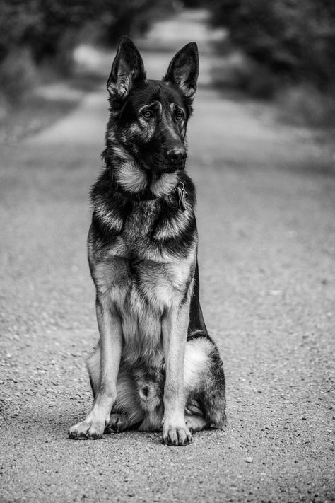 German Shepard Photoshoot, German Shepherd Photoshoot With Owner, German Shepherd Photoshoot, German Shepherd Photography, Types Of German Shepherd, Old German Shepherd, Black German Shepherd Dog, Psychiatric Service Dog, German Shepherd Breeds