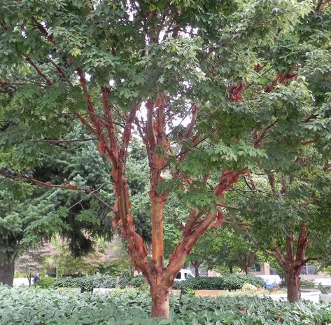 Paper Bark Maple Tree, Understory Trees, Paperbark Maple, Acer Griseum, Contemporary Courtyard, Acer Palmatum Butterfly, Acer Griseum Paperbark Maple, Acer Palmatum Trompenburg, Acer Pseudoplatanus Tree