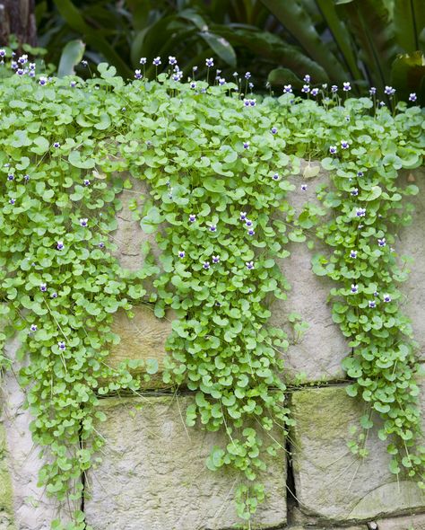 Australian Native Climbers, Cascading Plants Retaining Walls, Spillover Plants, Australian Violet, Viola Hederacea, Native Violet, Cascading Plants, Native Gardens, Australian Natives