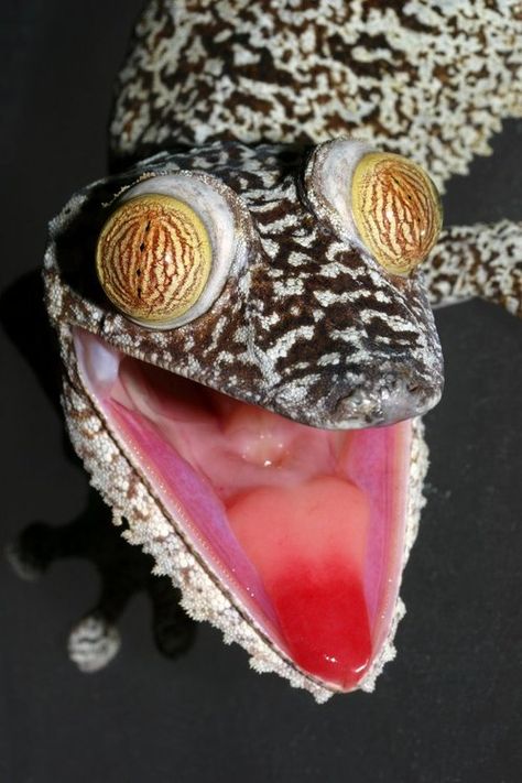 gecko Baby Lizards, Crazy Eyes, Creepy Crawlies, A Frog, Crocodiles, Reptiles And Amphibians, Bearded Dragon, Lizards, Back To Nature