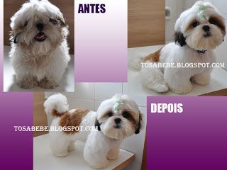 TOSA BEBÊ - TOSA VERÃO - TOSA TESOURA -TOSA PORTO ALEGRE: SHIHTZU(SHITZU) - PRIMEIRA TOSA DA VIDA ( 4MESES) Shih Tzu, Cute Animals, Dogs, Animals, Porto