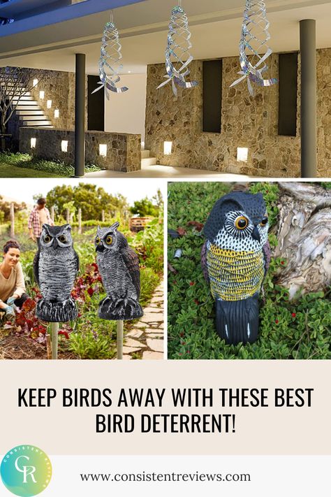 Keep birds away from your property with the best bird deterrent products on the market! Safely & and effectively deter birds from entering your space. Bird Deterrents, Bird Control, Bird Repellents, Bird Stand, Barred Owl, Spa Like Bathroom, Diy Birds, Owl Bird, Backyard Birds