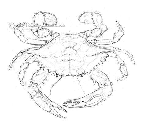 Blog following the current projects of uk Illustrator and typographer Amy Holliday, who creates exquisite mixed-media designs. Blue Crab Drawing, Crab Drawing, Blue Crabs Art, Seafood Art, Crab Watercolor, Crab Illustration, Crab Painting, Crab Tattoo, Crab Art