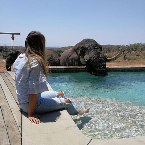 Safari Lodge, The Wild, Bucket List, Elephant, Villa, On Instagram, Travel, Instagram