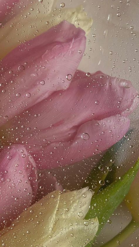 Wet Tulips Wallpaper, Flower In Glass Wallpaper, Wet Screen Wallpaper Flower, Frosted Flowers Wallpaper Hd, Wet Flower Wallpaper, Frosted Flowers Wallpaper, Wet Flowers Wallpaper, Ipad Wallpaper Flowers, Ethereal Rose