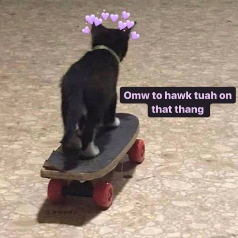 Sorry for making a hawk tuah meme I understand it’s overdone but I COOKED what can I say.. anyway hope you enjoy the #oc muah i love u <3 also ps please take care of yourself :3 you matter!!!!! Plus it feels so good to be on top of things. You got this 😎 Gf Memes, Wholesome Pictures, Cute Cat Memes, On The Road Again, Funny Cat Pictures, Wholesome Memes, Cute Memes, Love Memes, Great Friends