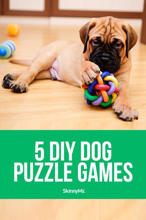 Puppy Brain Games Diy, Homemade Dog Puzzles, Interactive Dog Toys Diy Brain Games, Diy Dog Games Brain Challenges, Dog Brain Games Diy, Diy Dog Puzzles, Puzzles For Dogs, Dog Games Diy, Games For Puppies