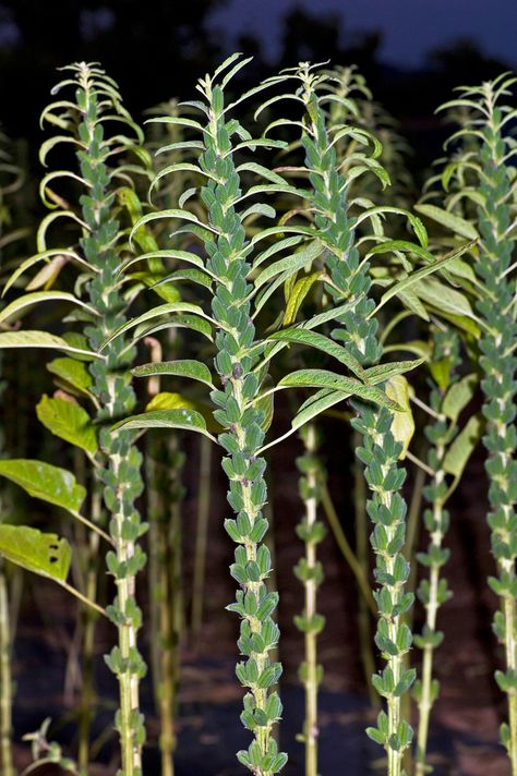 Sesame Seed Plants, Sesamum indicum Sesame Plant, Amazing Fruits, Oil Substitute, Seeds Benefits, Sesame Seed, Community Garden, Garden Stuff, Community Gardening, Sesame Seeds