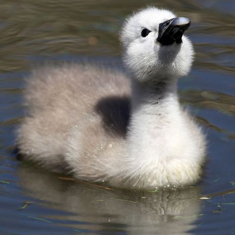 cygnet Swan Meaning, Swan Pictures, Baby Swan, Leopard Cub, Mute Swan, Swan Song, Ugly Duckling, Expecting Baby, Just Smile