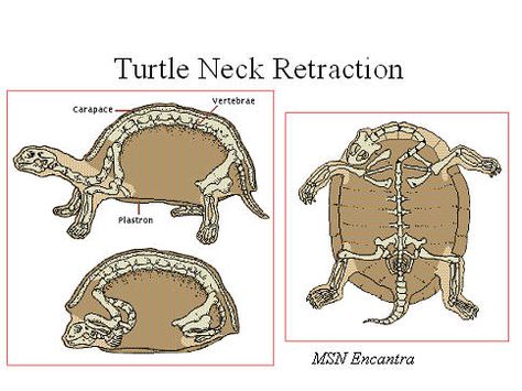 Turtle Anatomy Drawing, Turtle Anatomy, Bio Mimicry, Freshwater Turtles, Movie 2024, Tortoise Habitat, Box Turtle, Tortoise Turtle, Animal Anatomy