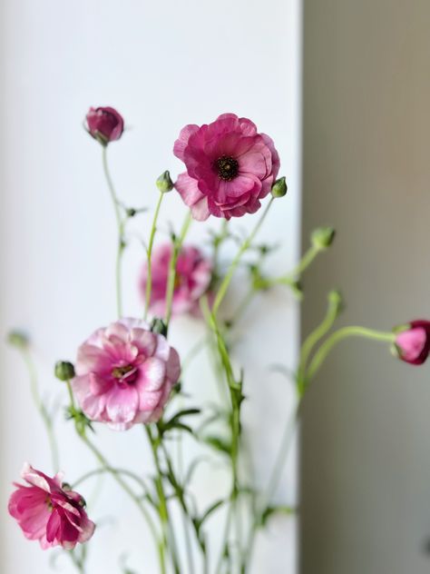 Ranunculus Purple, Rust Butterfly Ranunculus, Butterfly Ranunculus Bouquet, Pink Butterfly Ranunculus, Yellow Butterfly Ranunculus, Pink Bouquet, Ranunculus, Chapel Wedding, Pink Butterfly