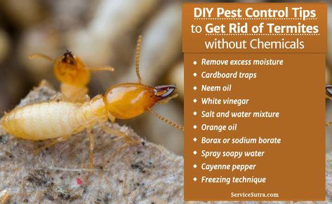 Tired of Termites and wondering how to get rid of termites naturally? Here’re the best do-it-yourself pest control tips to get rid of termites without chemicals #pesttreatment,pestcontrol,doityourselfpestcontrol,pestcontrolservices,pestrepeller,preventivepestcontrol,homepestcontrol,bestpestcontrol,electronicpestcontrol,pestinspection,organicpestcontrol Natural Termite Repellent, How To Get Rid Of Termites, How To Get Rid Of Termites In The House, Termites Diy How To Get Rid, Pest Repellent, Ant Control, Natural Repellent, Diy Pest Control, Flea Prevention