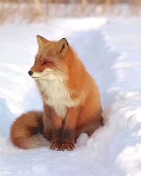 Fox Loves Fan on Instagram: "Missing my mom🦊 What do you think about this video ☺️😍. Double tap ♥️ and comment below. ⬇️.Follow us please 🙏 Tag a friend who love fox. - Credit @kitakitsune_love - Do you like this shirt? You can order from bio link ➡️ @foxloves.fan All rights are reserved & belong to their respective owners (DM for credit or removal) - #wildlifeaddict #animaladdicts #foxlove #foxred #animals #animallovers #redfox #fox_on_adventure #fox #animal #babyfox #foxesofig #ilovefoxes # Fun Animal Facts, Red Fox Tattoos, Dog Expressions, Animal Inspiration, Fox Pictures, Foxes Photography, Wonders Of Nature, Gorgeous Cats, Pet Fox