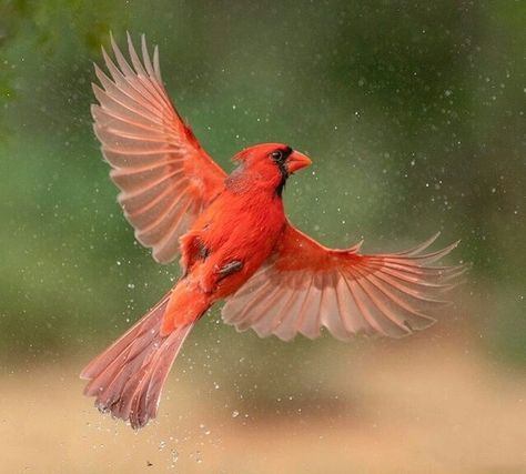 Albino Peacock, Wild Birds Photography, Fly Drawing, Afrique Art, Nature Photographer, Bird Wings, South Texas, Cardinal Birds, Red Bird